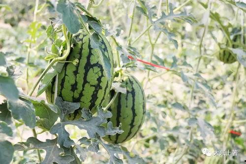 网红方圆吃瓜,揭秘网红圈幕后故事